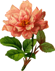 Pink Carnation